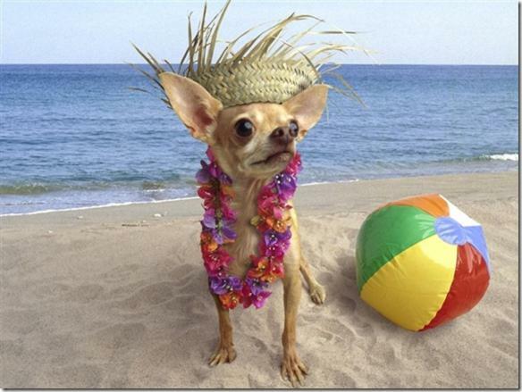 South Beach Inn Beach Motel South Padre Island Esterno foto